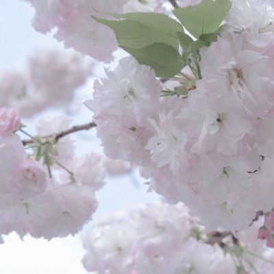 Furry插画风格灵感兽圈群